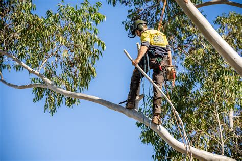 tree loppers toowoomba|Tree Lopping Toowoomba (Qualified Arborists) .